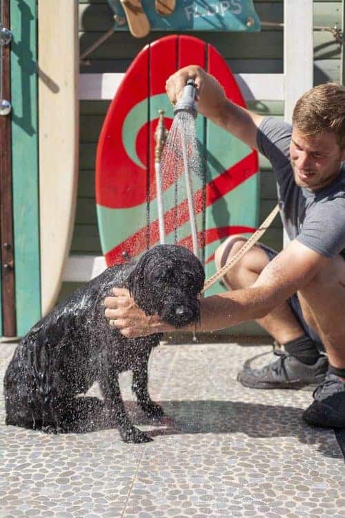 The Park Dog Shower Cornwall