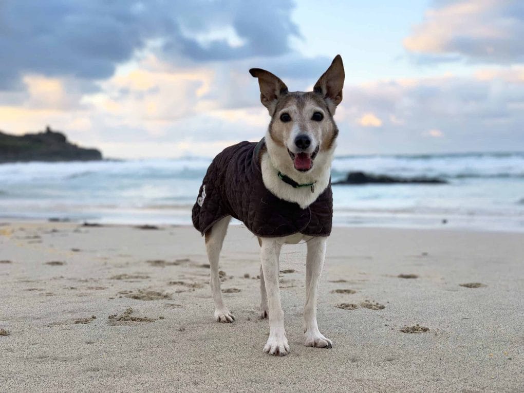 Poppy Dog on Porthmeor Beach