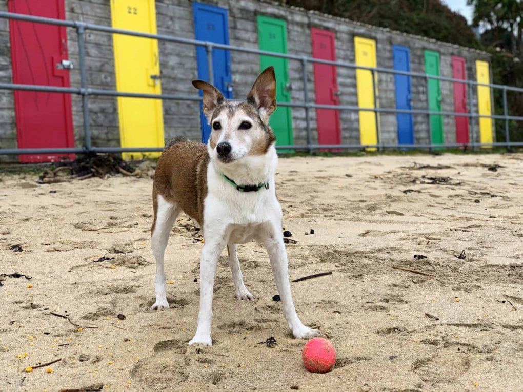 Dog Friendly Porthminster Beach
