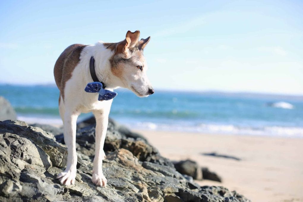 Poppy Dog on the Rocks at Porthwidden Beach