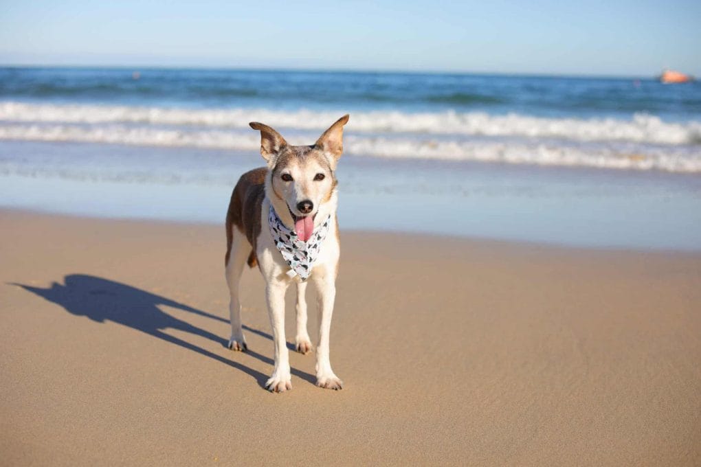 Poppy Dog on Porthminster Beach