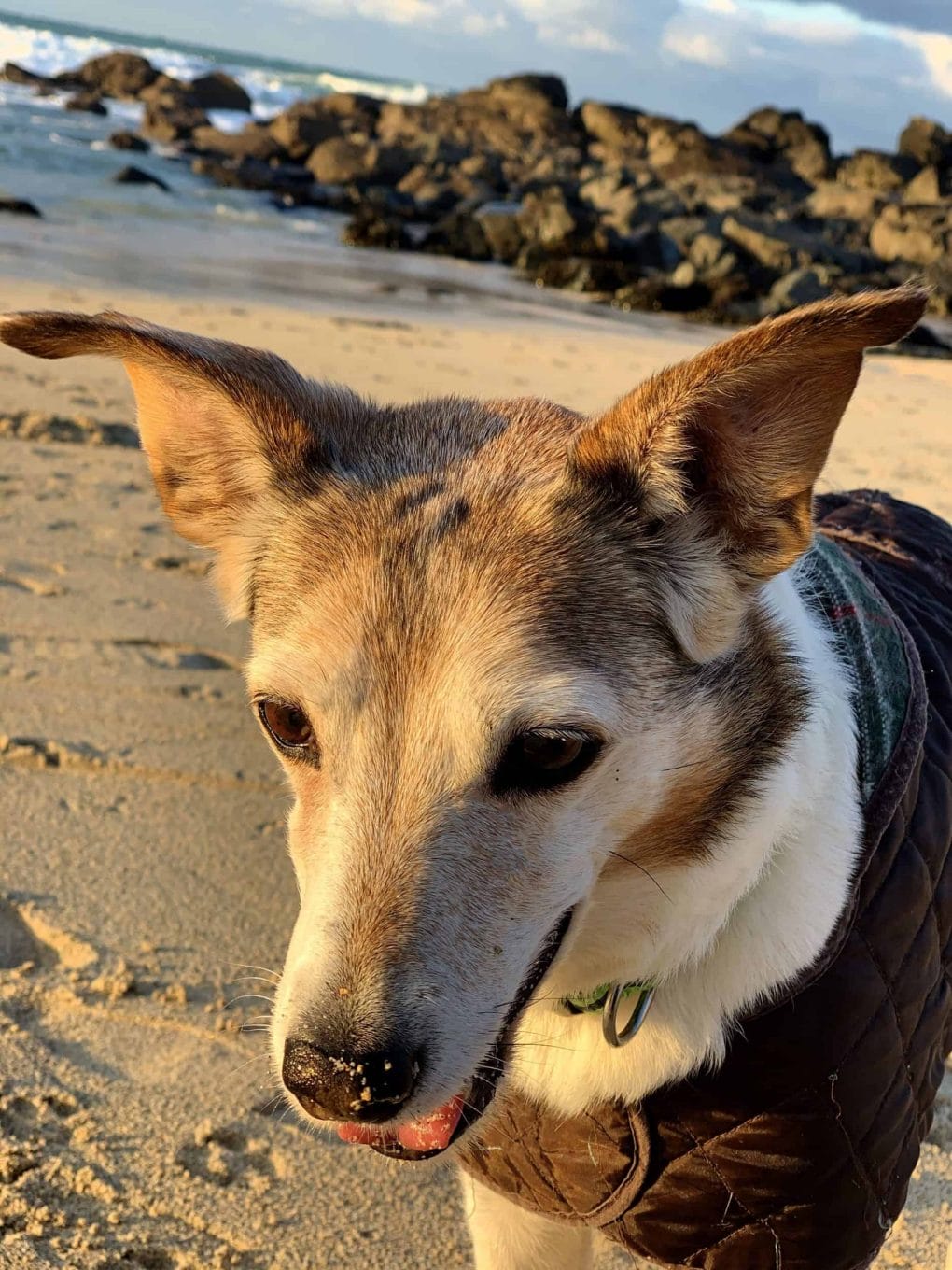 Poppy Dog in the sun on Porthmeor Beach