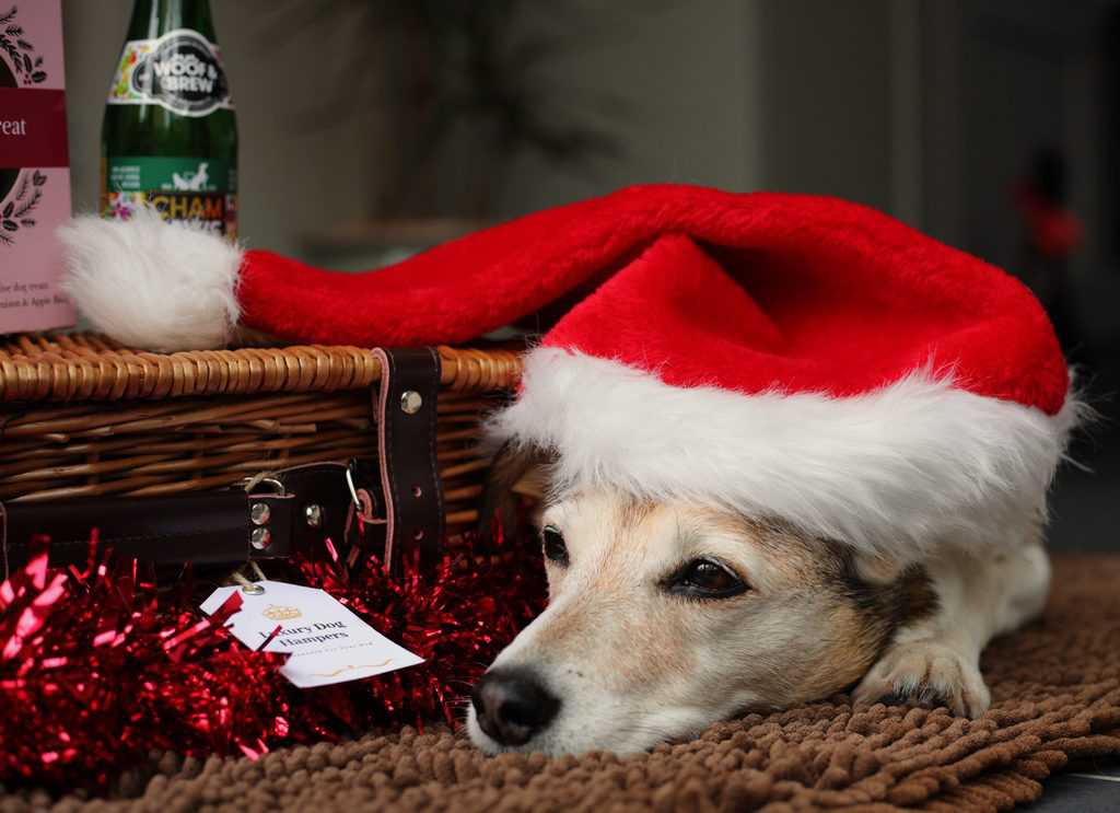 Christmas Hampers for Dogs