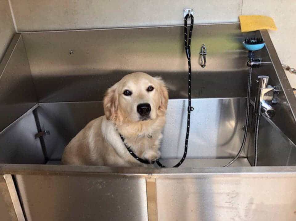 Oakdown Holiday Park Dog Wash