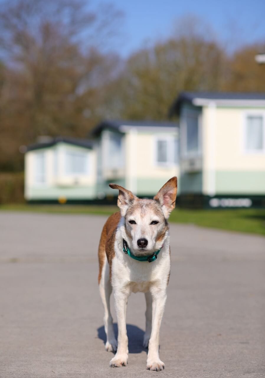 Dog Friendly Oakdown Holiday Park