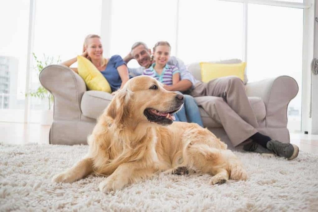 Dog-Friendly-Retreats-Family-Holidays