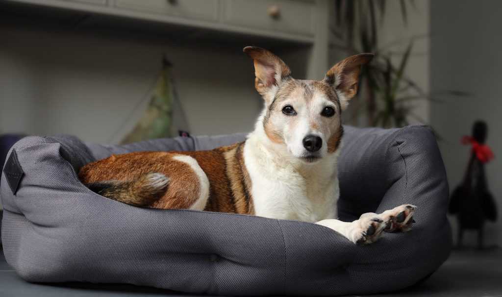 Pressure activated outlet heated dog bed