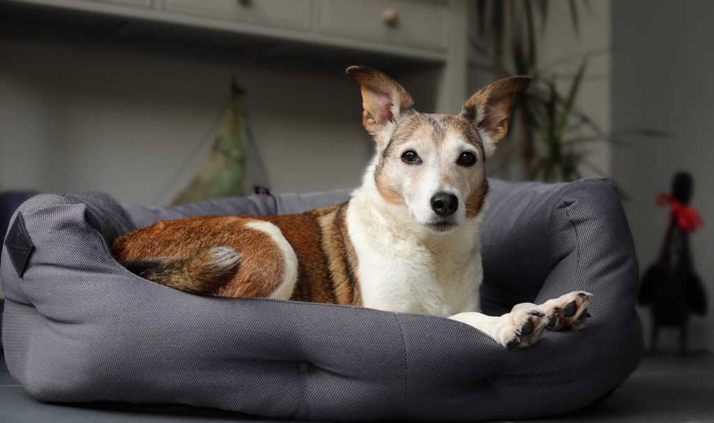 Dog Beds for Senior Dogs