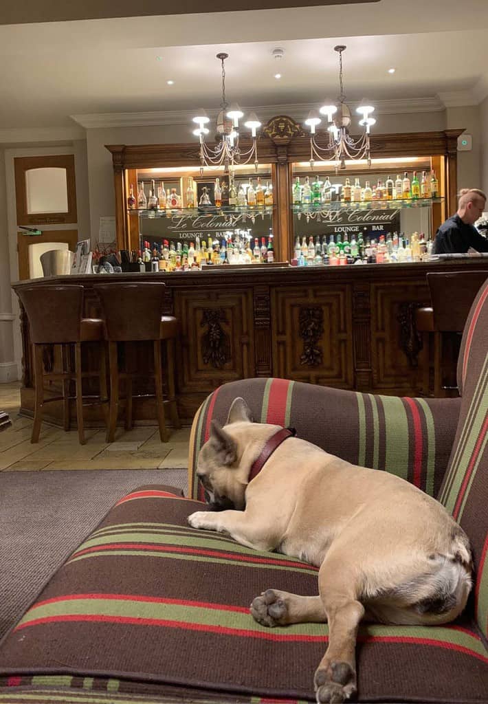 Dog in Bar at Dog Friendly Brockencote Hall Hotel 