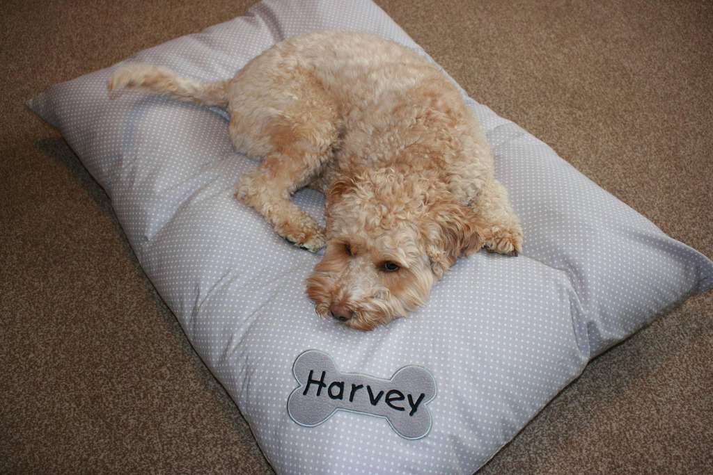Personalised Dog Bed My Posh Paws