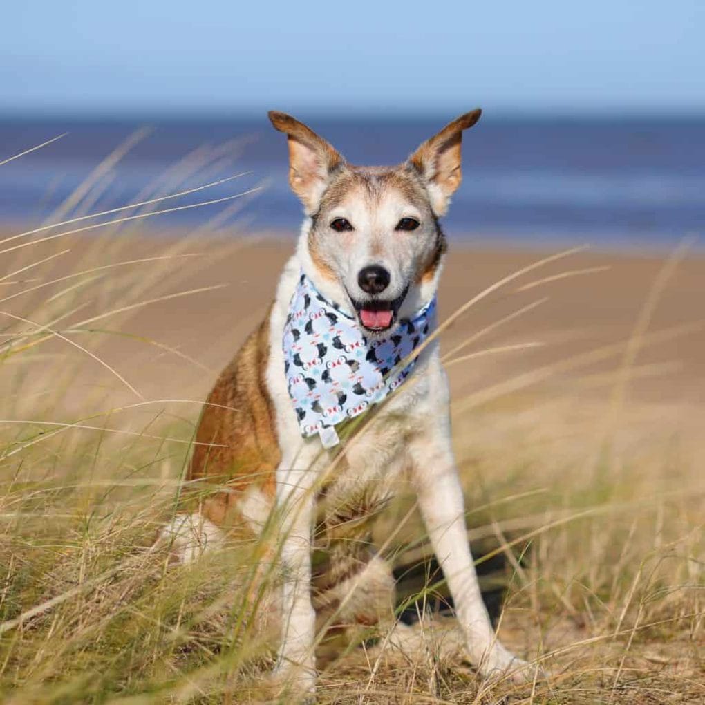 Dog on Brancaster Beach Norfolk