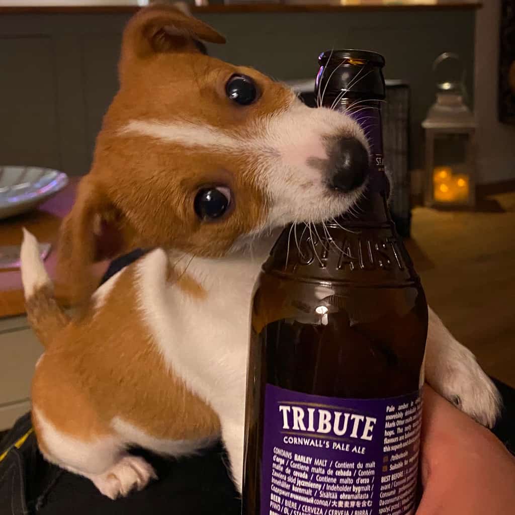 Puppy with Beer Bottle
