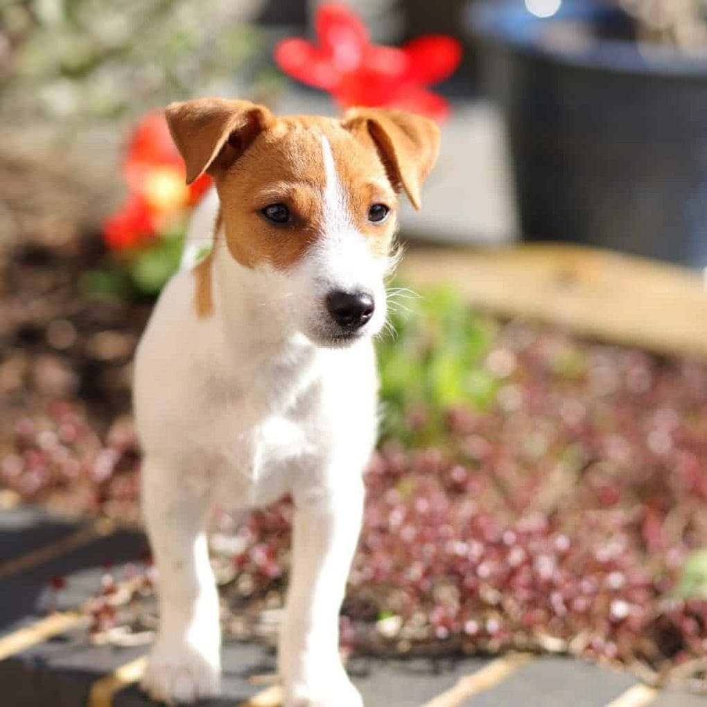 Parson Jack Russell Puppy