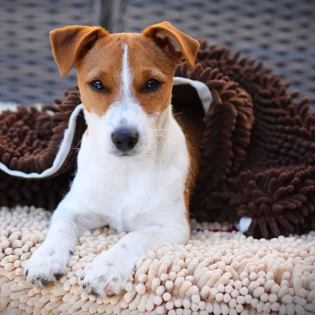 Puppy with Soggy Doggy Doormat