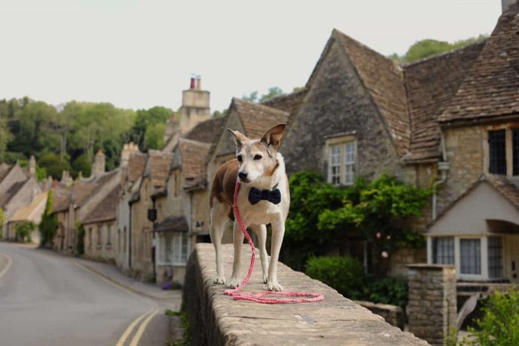 Dog in Castle Combe Wiltshire