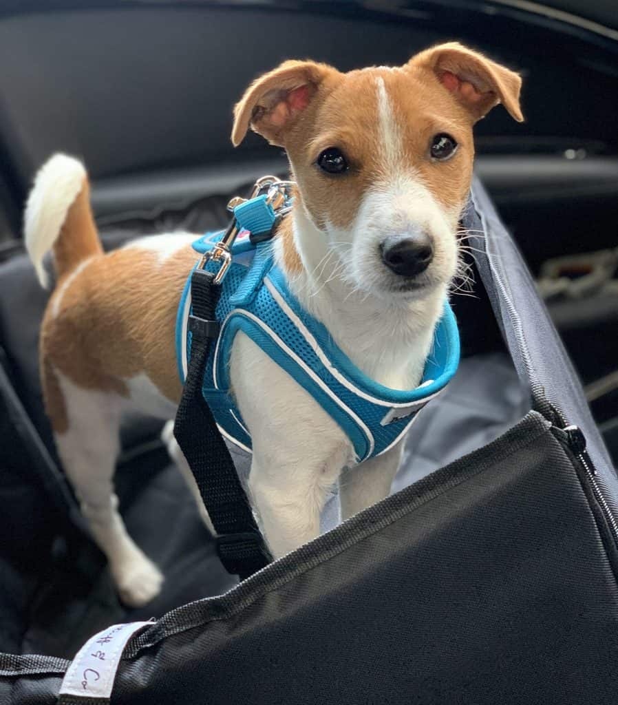 Puppy in Car Harness