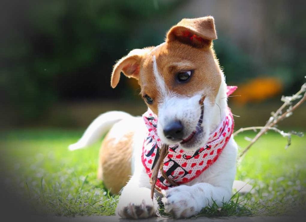 Puppy in Scruffy Little Terrier Dog Bandana