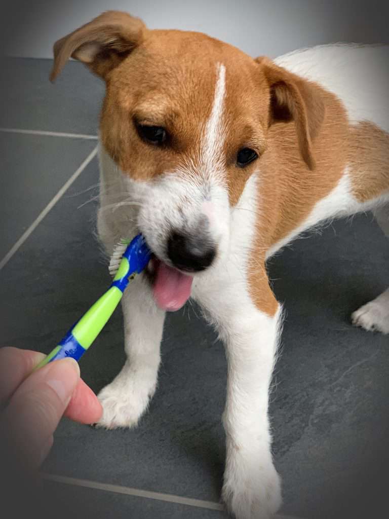 Puppy Having Their Teeth Brushed