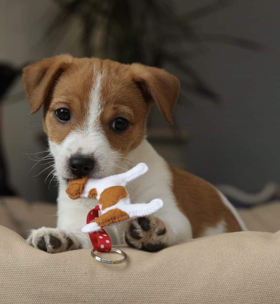 Puppy with Dog Keyring by Misheleneous