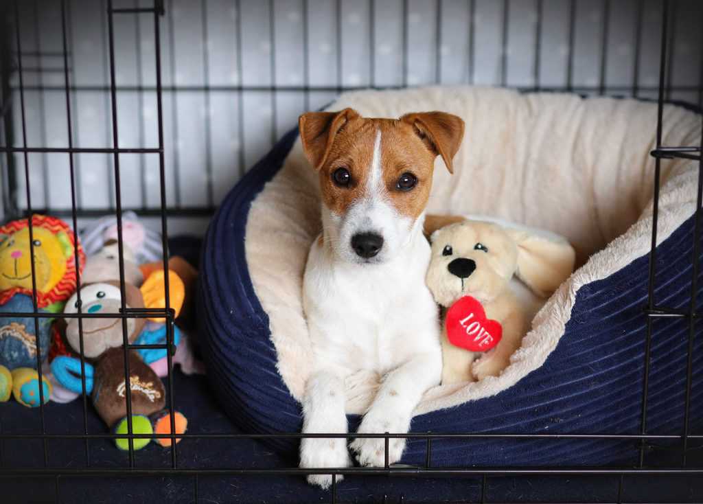 How to Crate Train Your Puppy The Gentle Way Dotty4Paws