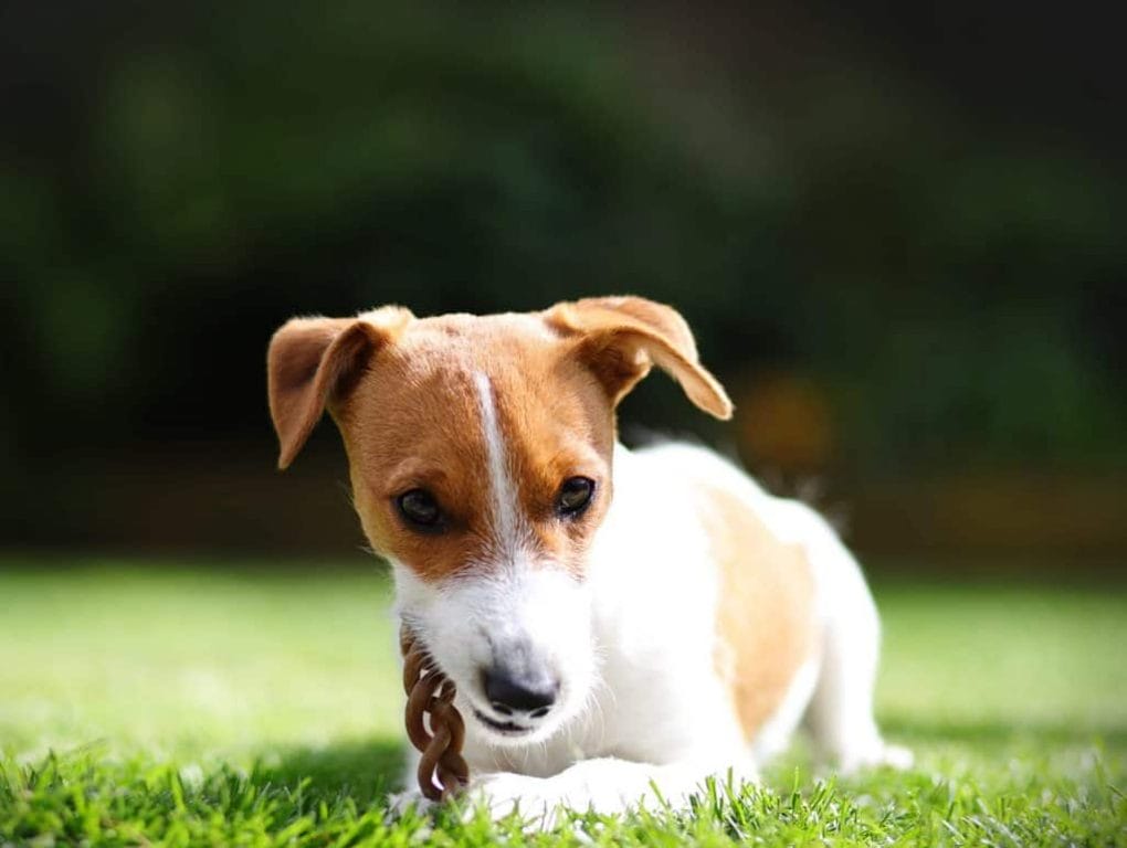 Parson Jack Russell Puppy
