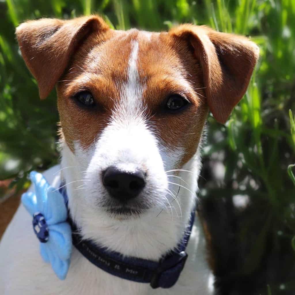 Puppy in Flower and Collar from Leo Charley and Me