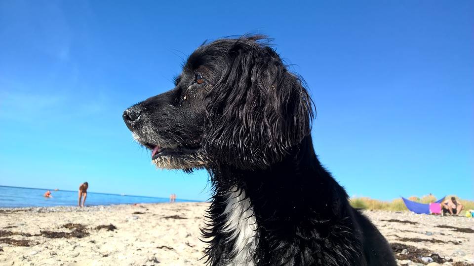 Beach Dog Cornwall