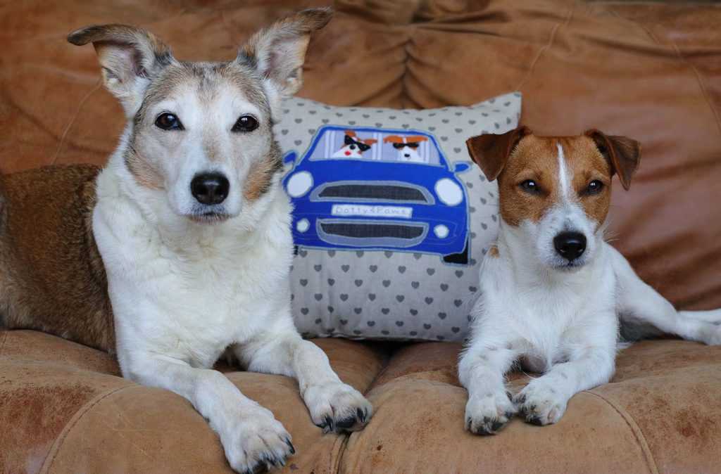 Bespoke Handmade Dog Cushion for Dog Lovers