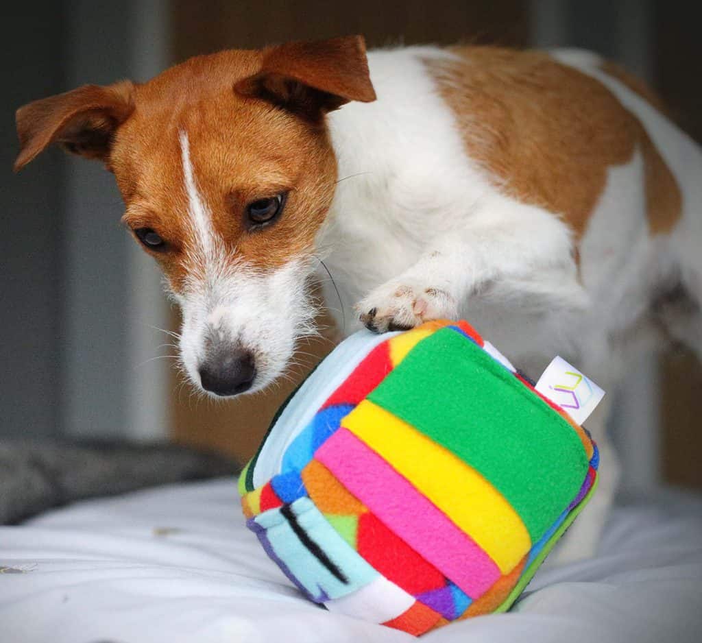 Challenger Cube Dog Enrichment Puzzle