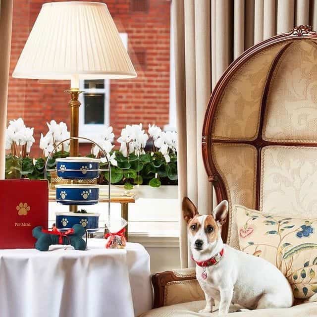 The Egerton House Hotel Dog Friendly London