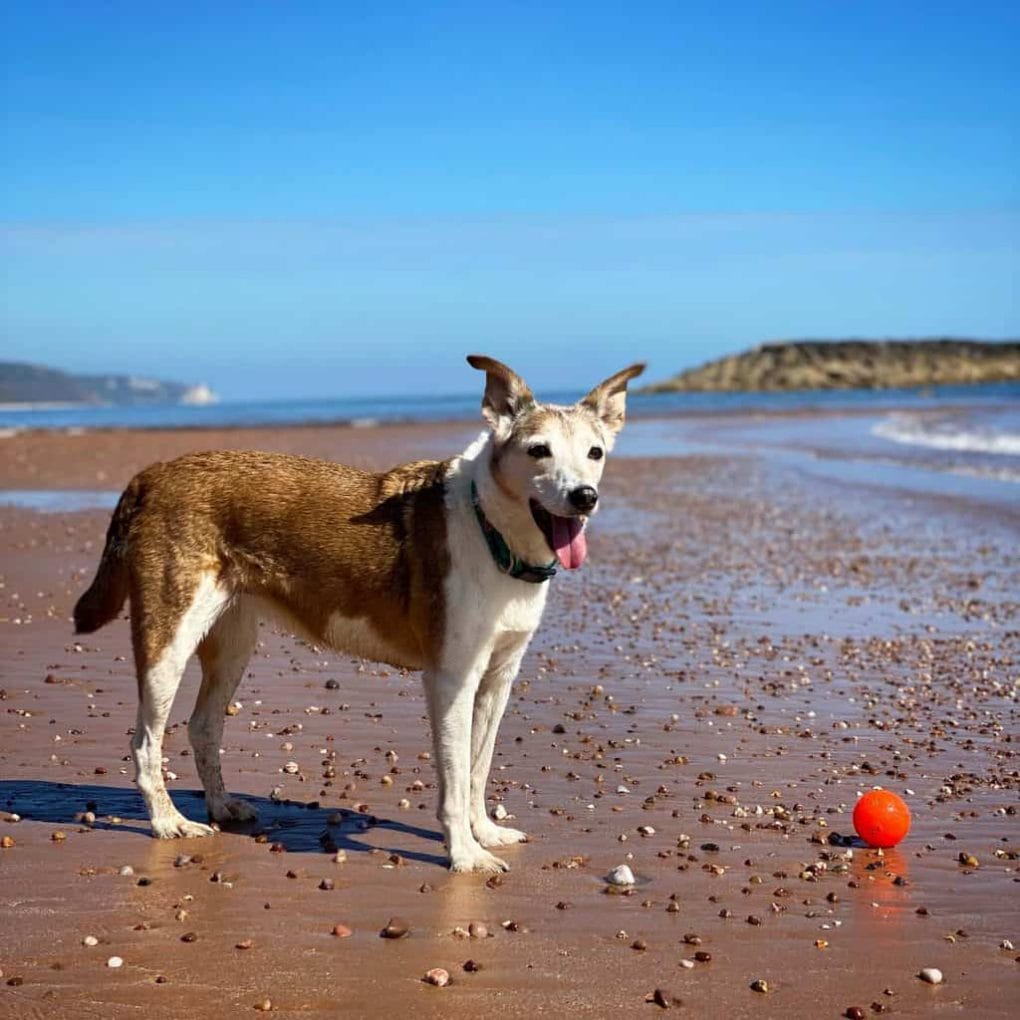 Dog Friendly Beach in Sidmouth