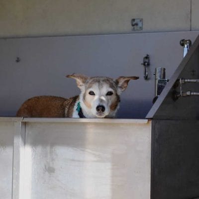 Dog Washing Facilities at Oakdown Holiday Park Devon