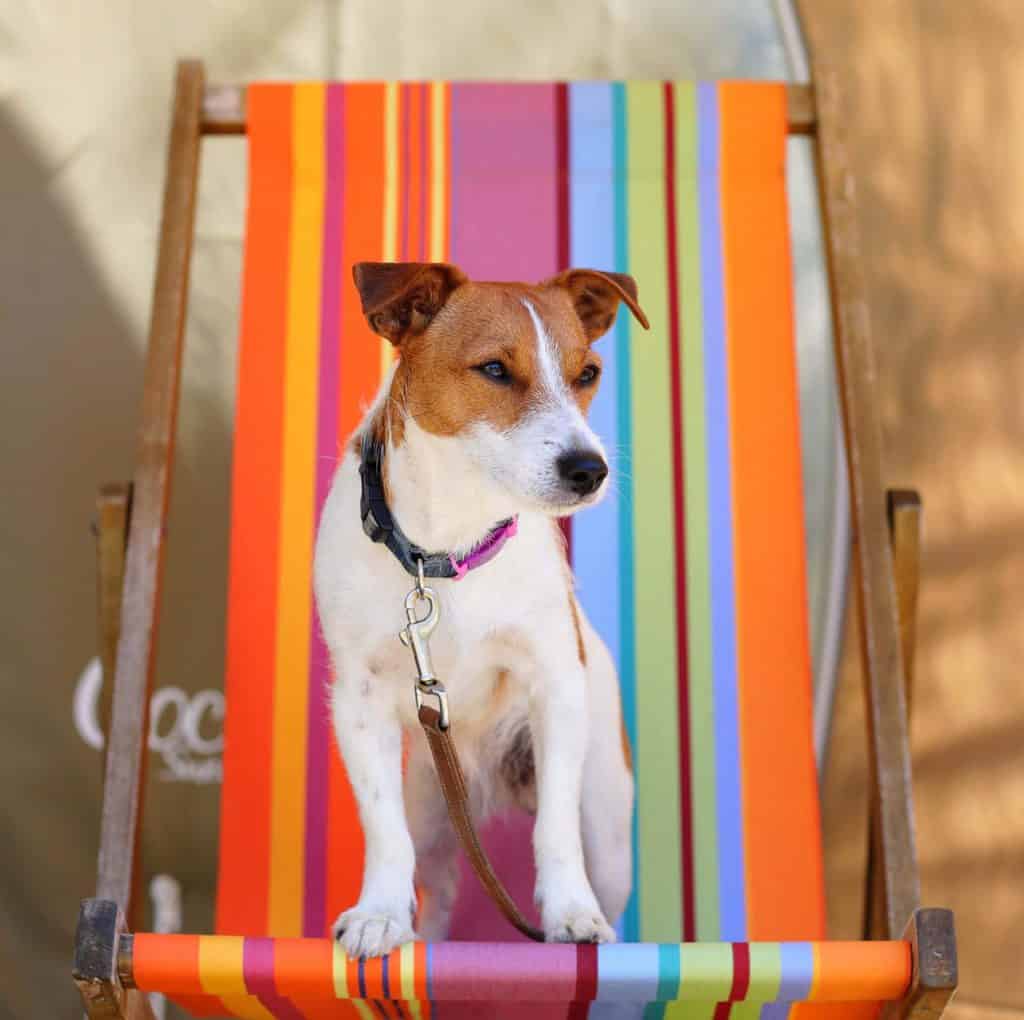 Dog on Deck Chair at Oakdown Holiday Park
