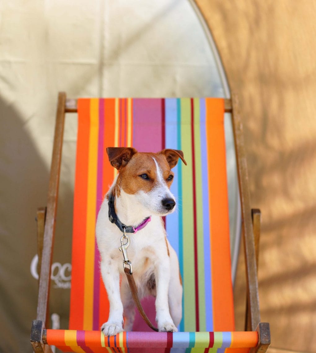 Dog on Deck Chair at Oakdown Holiday Park
