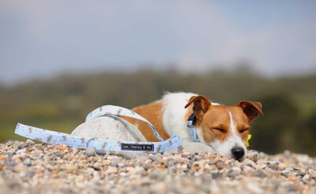 Dog on Beach at Branscombe Devon