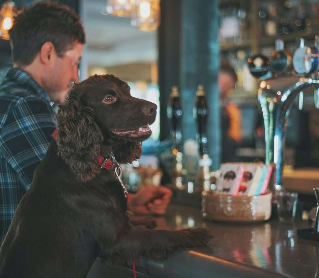 Spaniel at Dog Friendly Bar