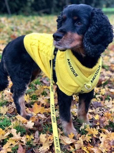 Anxious Dog Yellow Vest