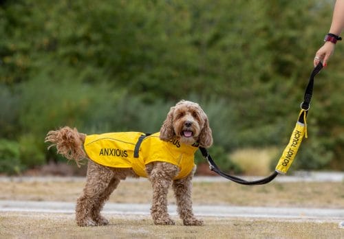 My Anxious Dog Yellow Raincoat
