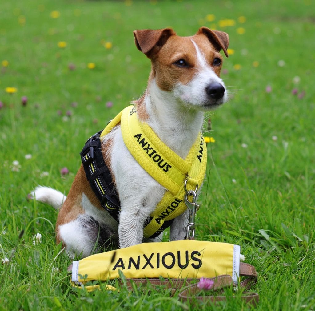 Accessories for Anxious Dogs