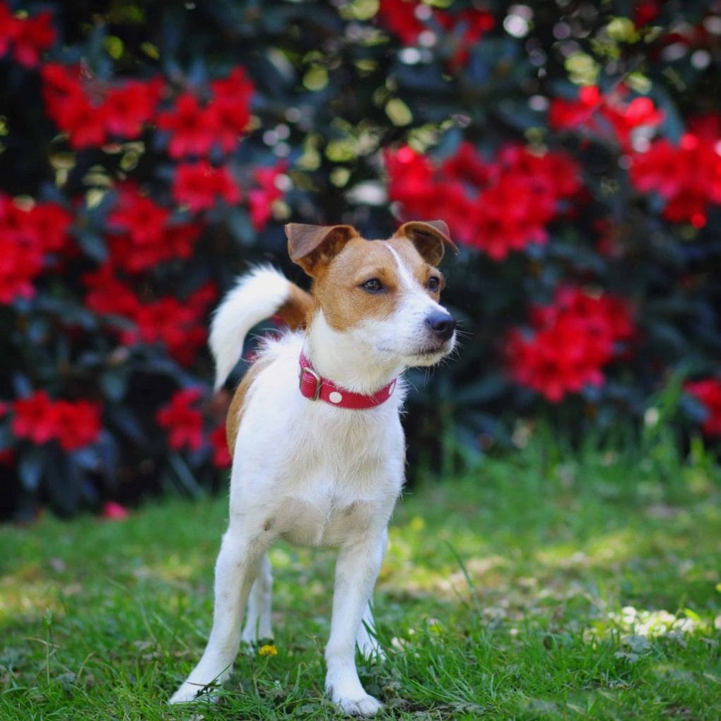 Terrier at Bowood Woodland Gardens