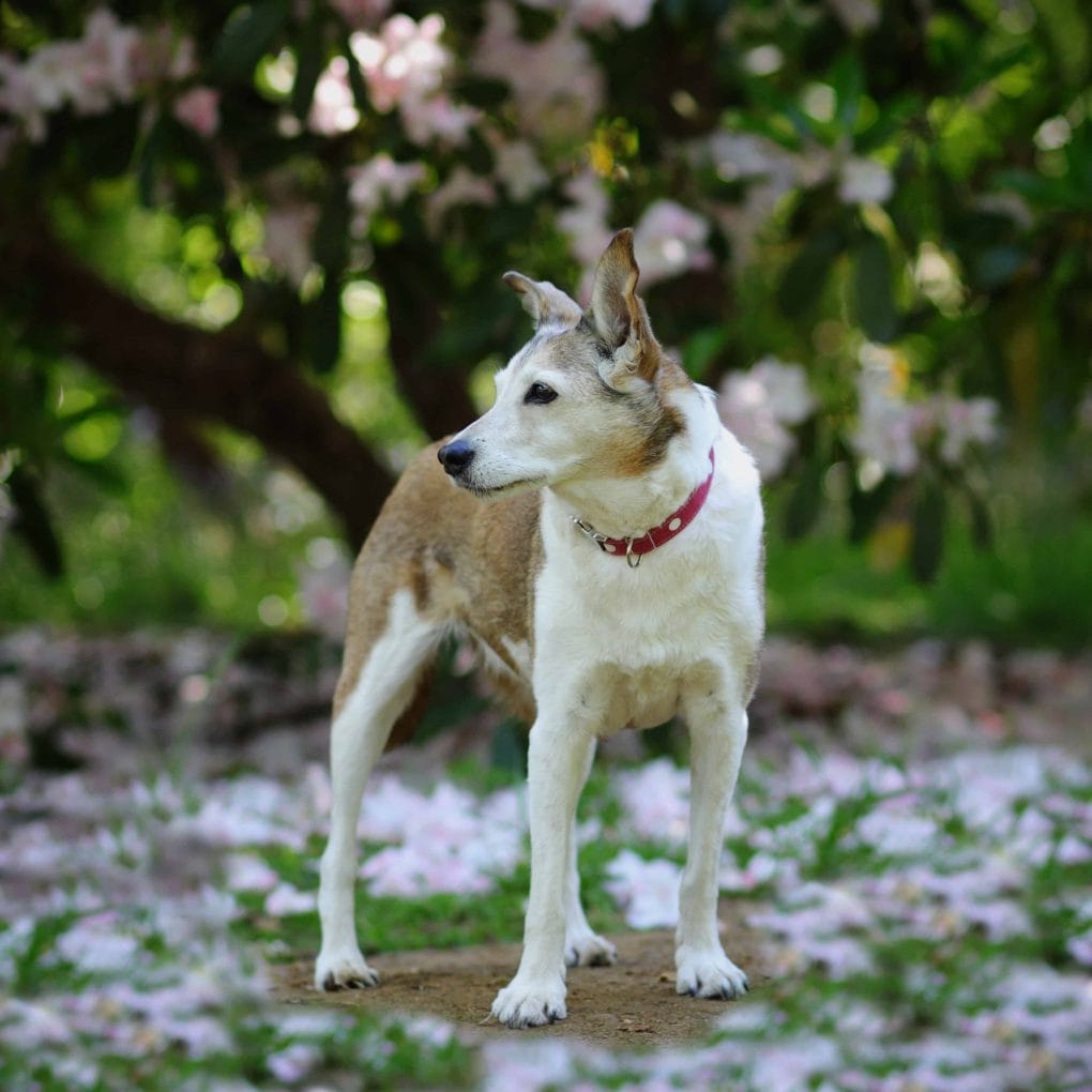 Dog in Magnolias at Bowood Woodland Gardens