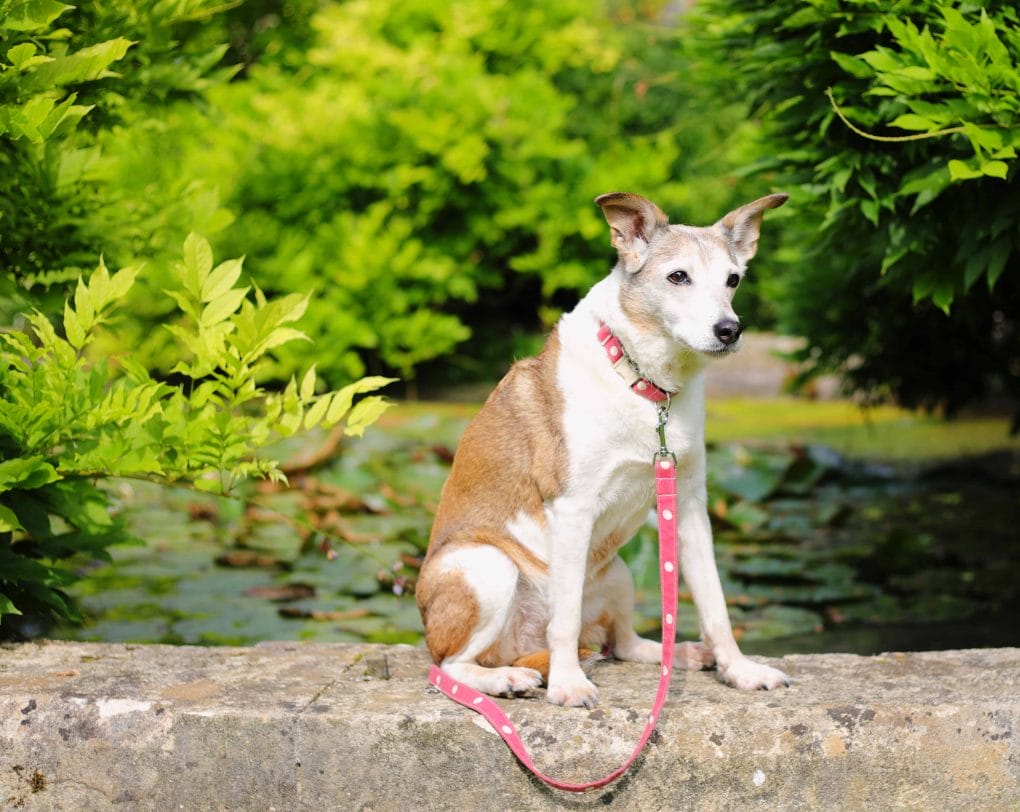 Dog by The Pond at Iford Manor Gardens
