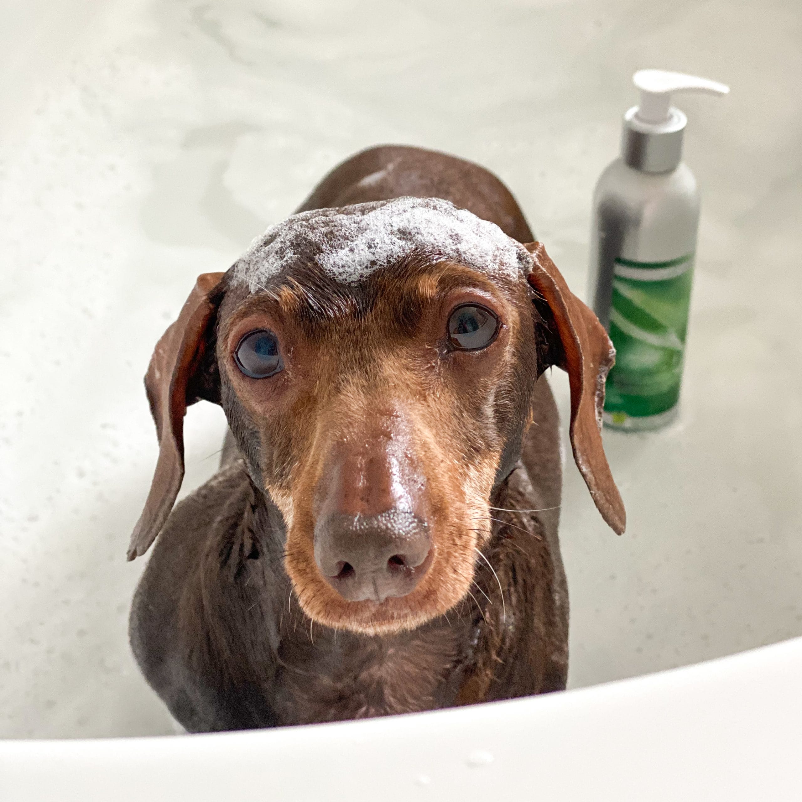 Viat Canis Itchy Skin Dog Shampoo