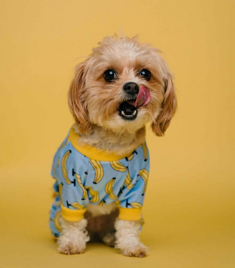 Dog in Banana Pyjamas