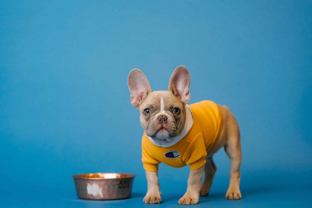 French Bull Dog with Bowl