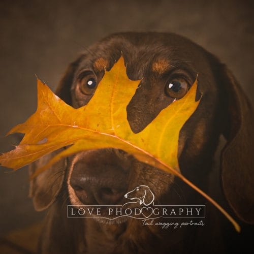 Dachshund with Autumn Leaf