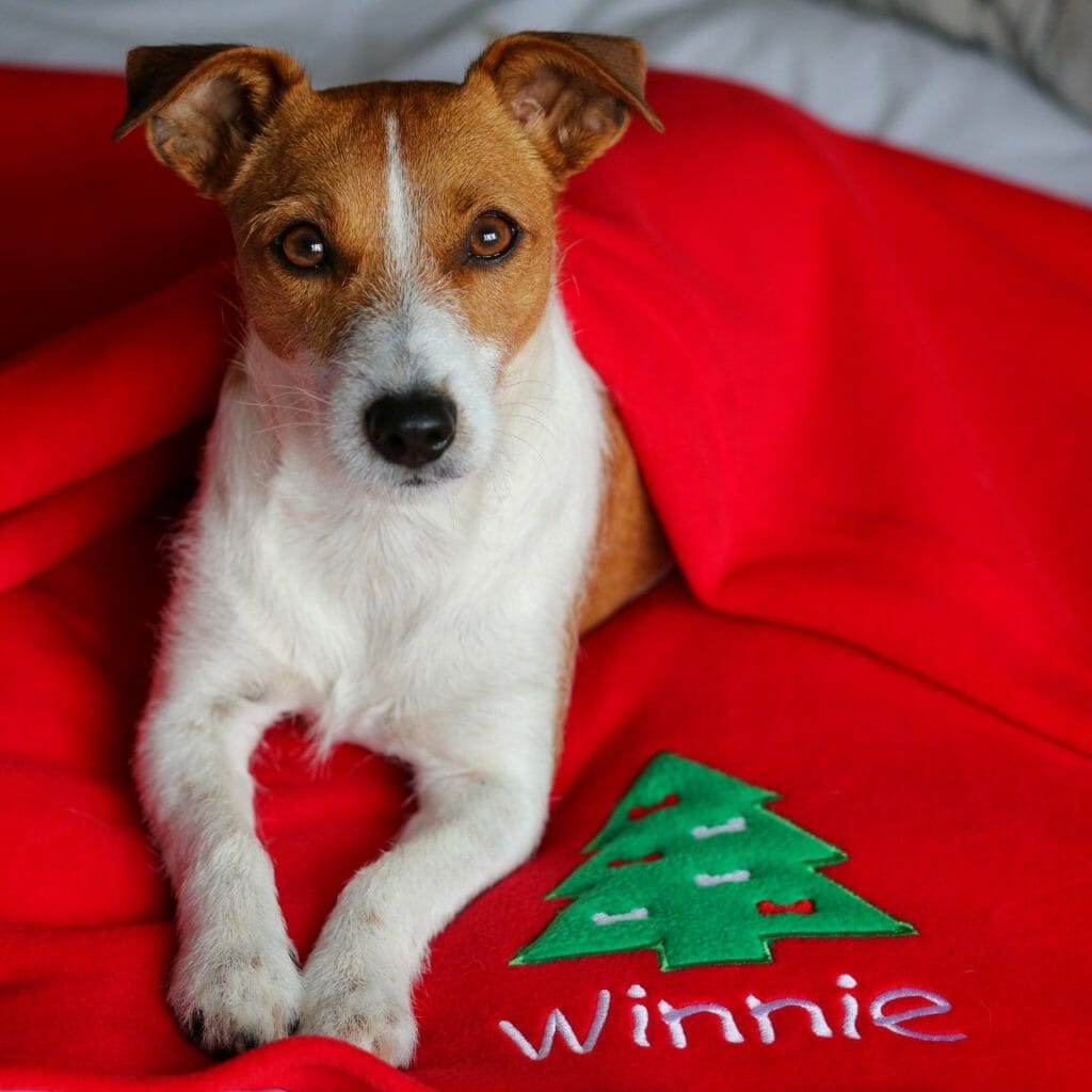 Dog With Personalised Christmas Blanket
