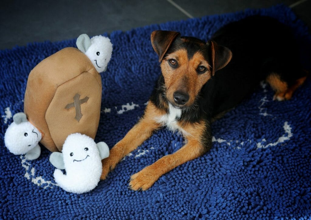 Dog With Halloween Toy