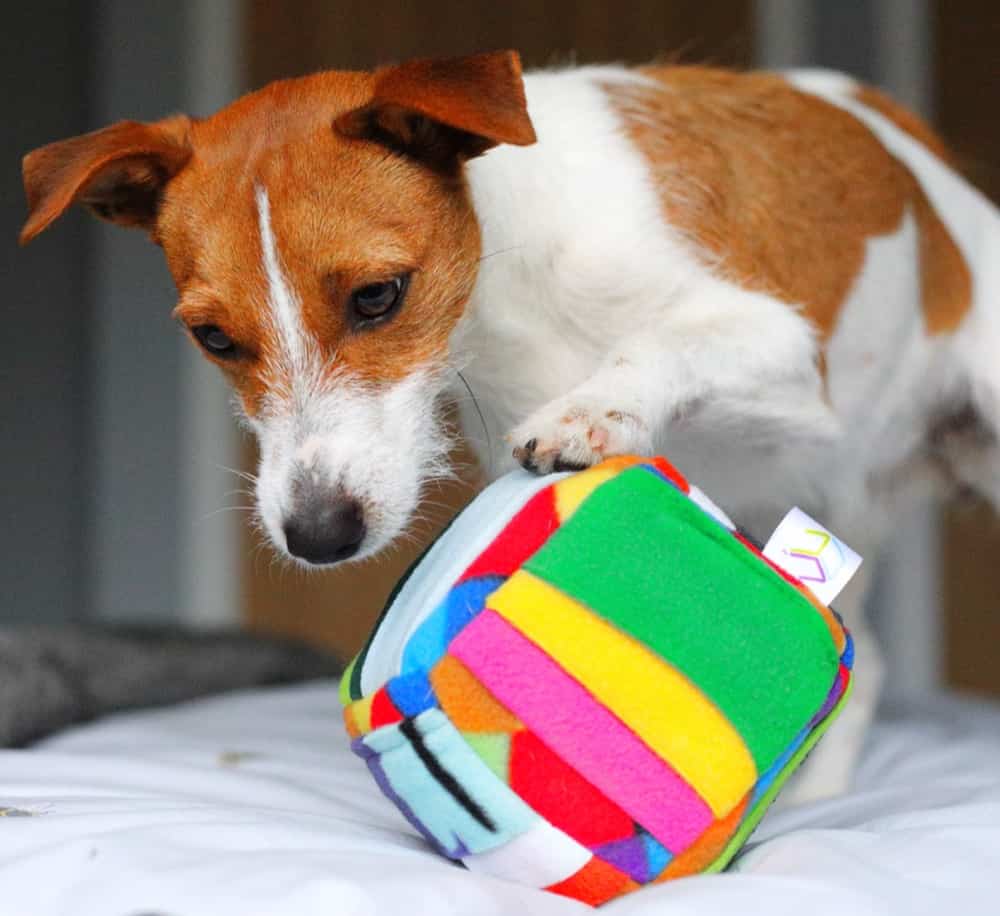 Dog With Challenger Cube