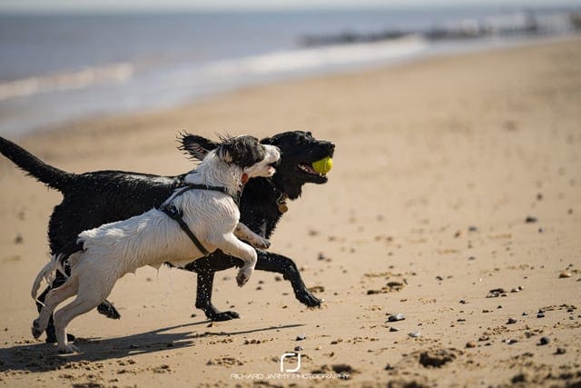Dogs Running on Beach